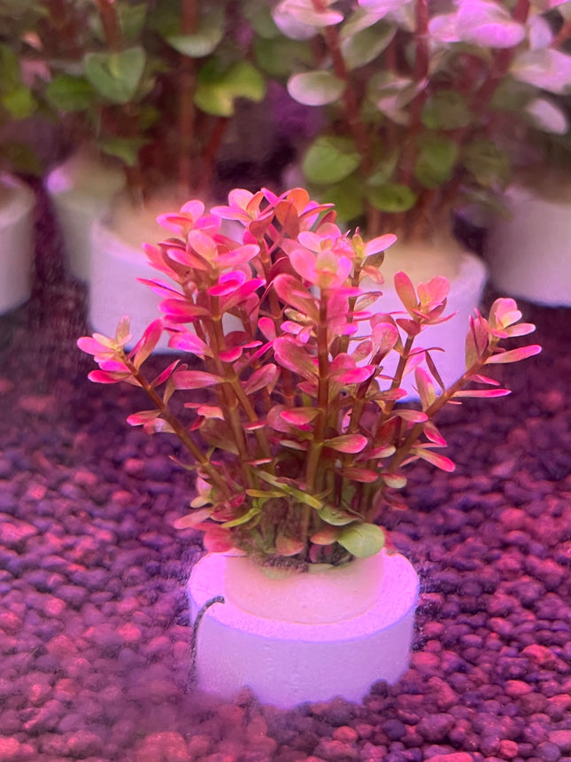 Rotala Wayanad Vibrant Red Aquarium Plant - Midground CO2 Required Live Flora