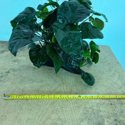 Premium XL Anubias Barteri Live Aquatic Plant on Natural Driftwood Decor