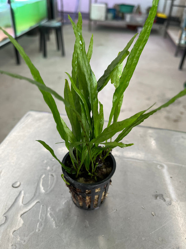 Microsorium Narrow Leaf Java Fern: Easy Aquarium Plant for Aquascaping