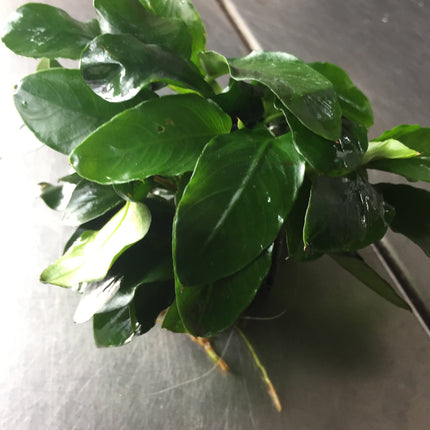 Miniature Anubias Nana Bonsai Live Aquarium Plant Easy Low Light Aquatic