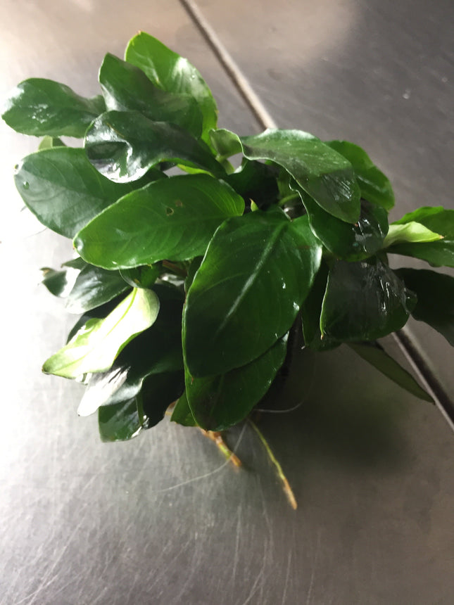 Miniature Anubias Nana Bonsai Live Aquarium Plant Easy Low Light Aquatic