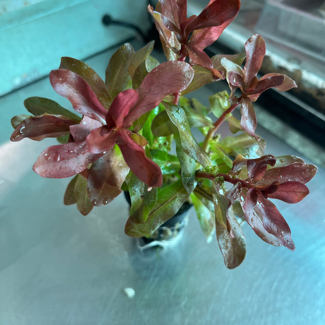 Ammannia Senegalensis Vibrant Red Aquatic Plant Midground Aquarium Decor