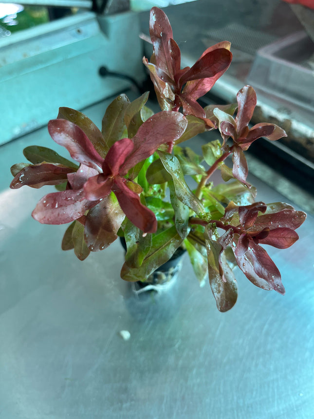 Ammannia Senegalensis Vibrant Red Aquatic Plant Midground Aquarium Decor