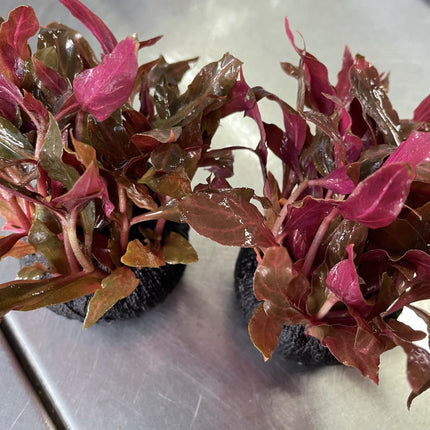 Vibrant Alternanthera Reineckii Variegated Aquatic Plant for Stunning Aquascapes