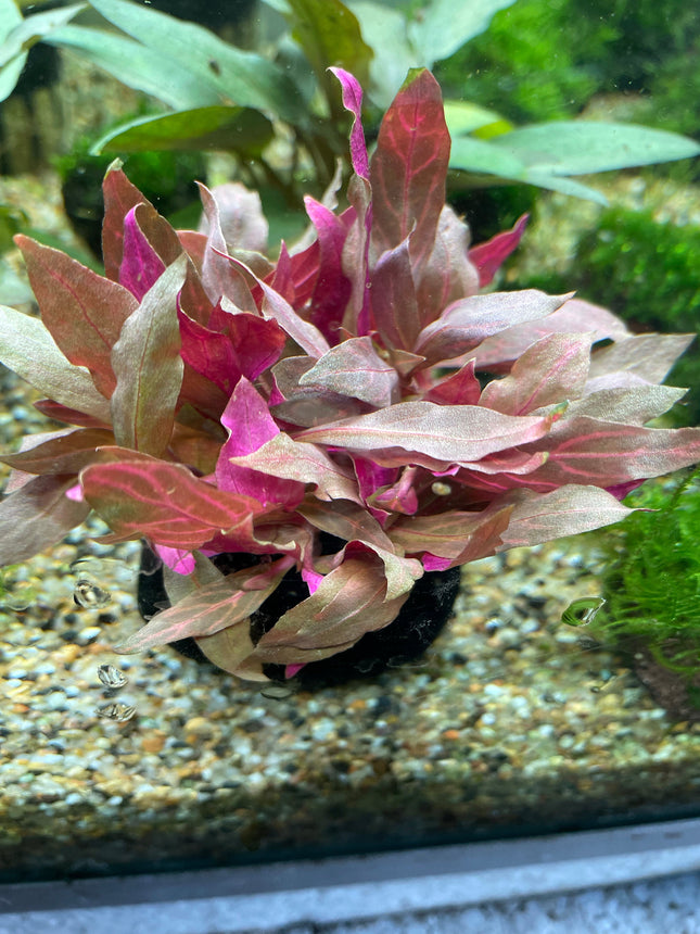 Vibrant Alternanthera Reineckii Variegated Aquatic Plant for Stunning Aquascapes