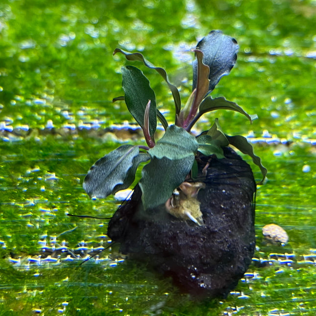 Bucephalandra Brownie Ghost Aquarium Plant: Easy Care, Vibrant, Low Light Aquatic Plant