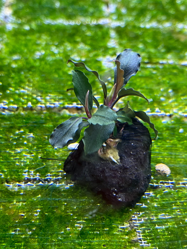 Bucephalandra Brownie Ghost Aquarium Plant: Easy Care, Vibrant, Low Light Aquatic Plant