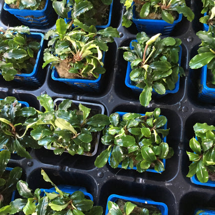 Vibrant Wavy Green Bucephalandra Aquatic Plant for Thriving Freshwater Aquariums