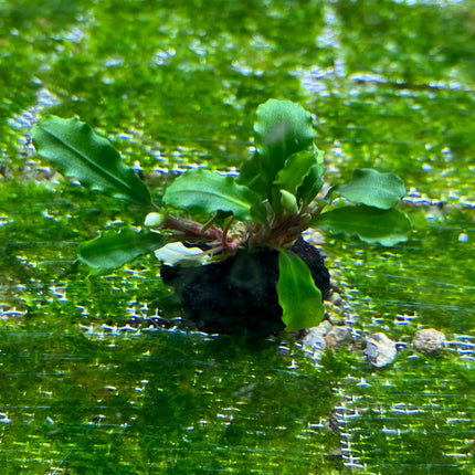 Lush Wavy Green Bucephalandra Live Aquarium Plant - Easy Care, Low Light