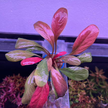 Vibrant Red Samolus Parviflorus Live Aquatic Plant for Freshwater Aquariums