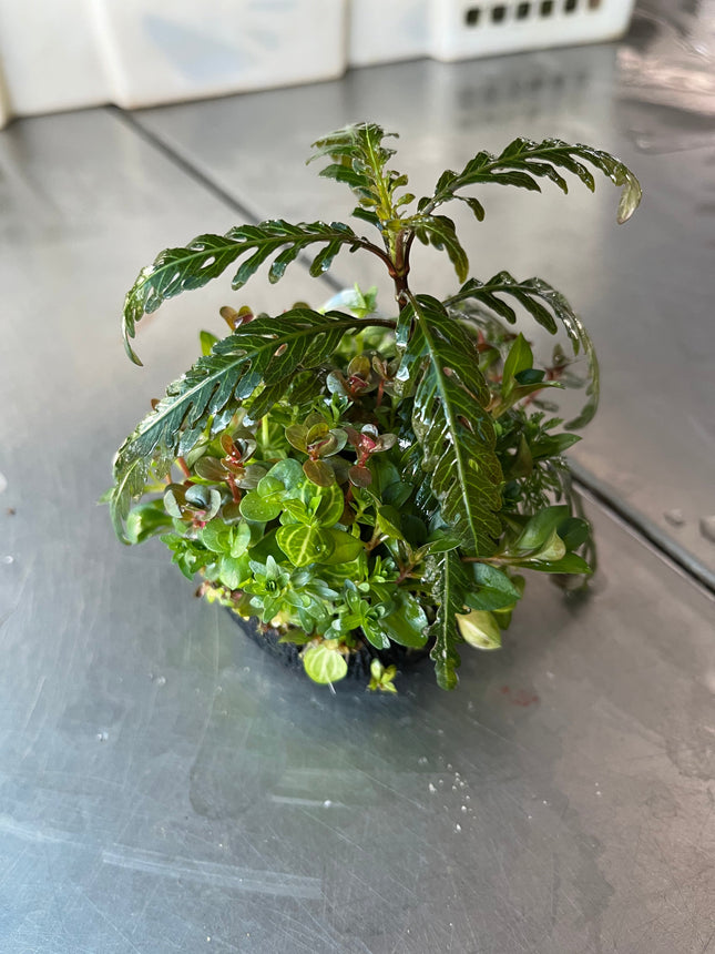 Vibrant Mixed Aquatic Plants Wabikusa Ball for Easy Aquarium Ecosystem