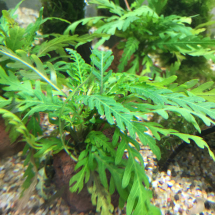 Hygrophila pinnatifida (Rocks)