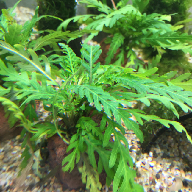 Hygrophila pinnatifida (Rocks)