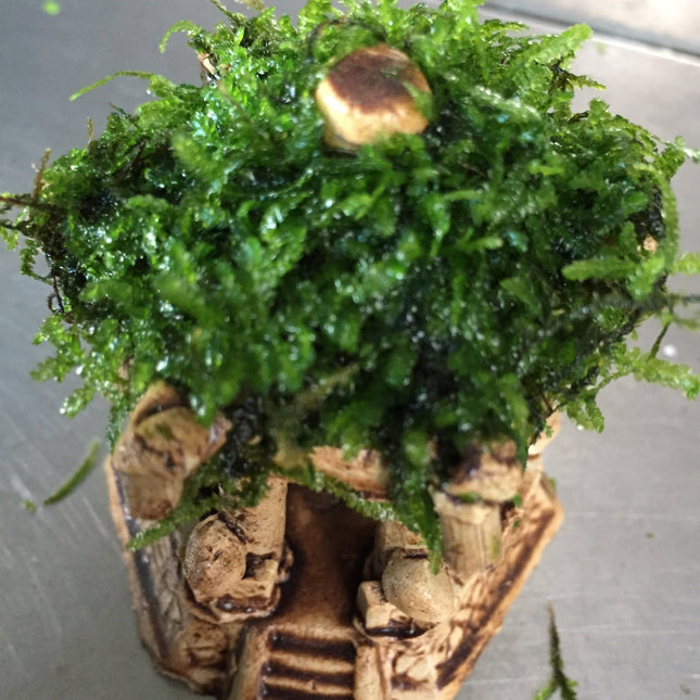 Premium Live Moss Hexagonal Aquarium Pavilion Decor for Fish Tanks