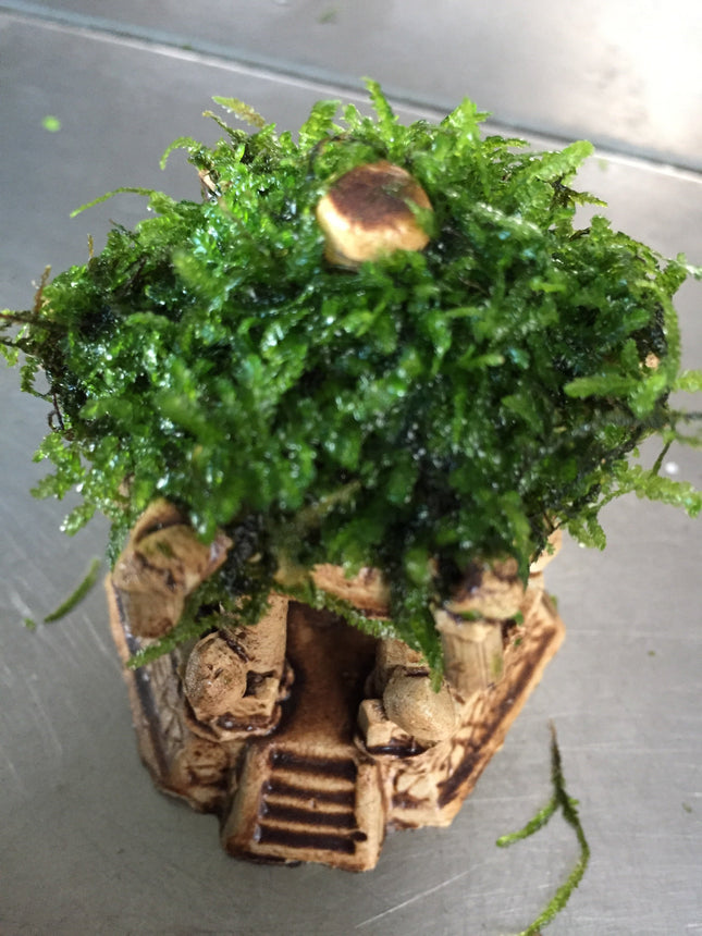 Premium Live Moss Hexagonal Aquarium Pavilion Decor for Fish Tanks
