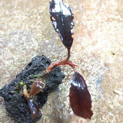 Rare Bucephalandra Brownie Ghost 2011 Aquatic Plant - Intense Purple Lilac Color