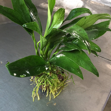 Hardy Anubias Barteri Angustifolia Live Aquarium Plant on Lava Rock