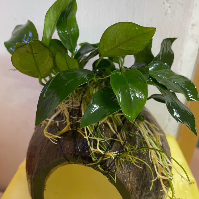 Anubias Nana Live Aquarium Plant on Coconut Husk - Easy Care
