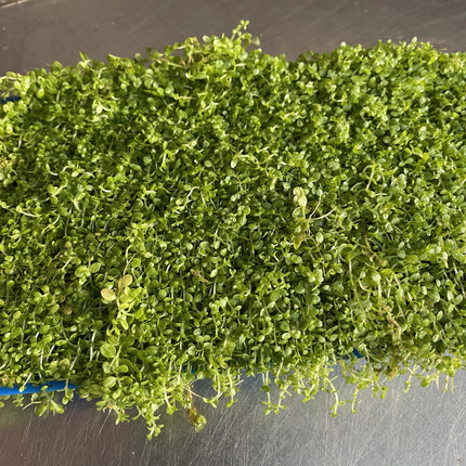 Lush, Vibrant Micranthemum 'Monte Carlo' Live Aquarium Plant - Dense Carpet Foreground