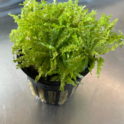 Pogostemon Helferi 'Downoi' Little Star Aquatic Foreground Plant for Aquariums