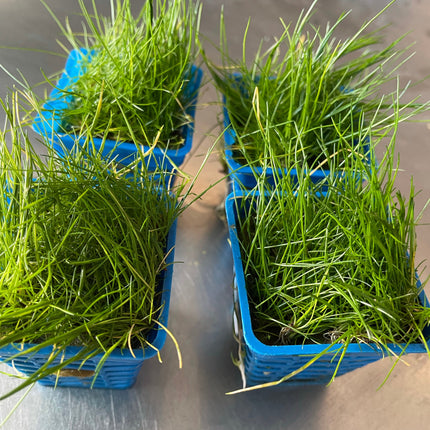 Lush Green Eleocharis Acicularis Mini Hair Grass Aquarium Plant Pot