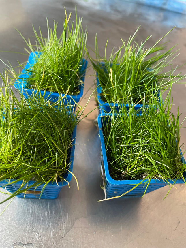 Lush Green Eleocharis Acicularis Mini Hair Grass Aquarium Plant Pot