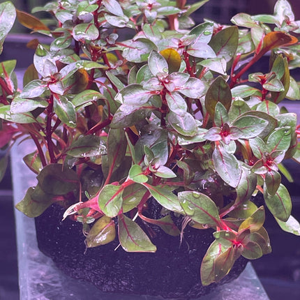 Vibrant Ludwigia Super Red Wabikusa Live Aquatic Plant for Aquarium Decor