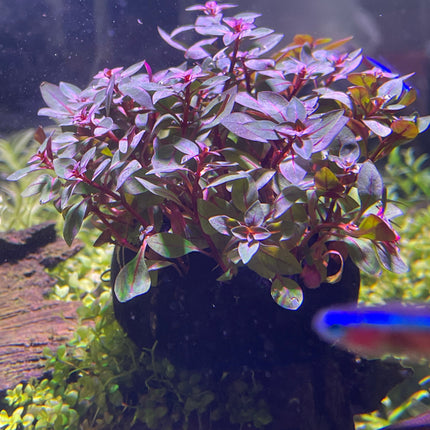 Vibrant Ludwigia Super Red Wabikusa Live Aquatic Plant for Aquarium Decor