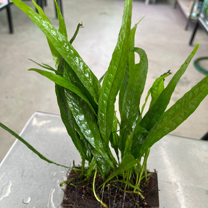 Hardy Java Fern Live Aquatic Plant for Aquarium Background Midground Easy Care