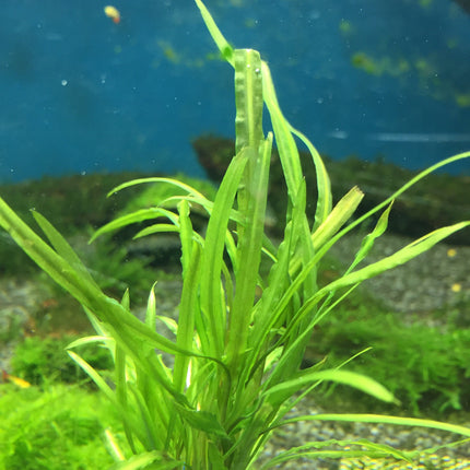 Vibrant Cryptocoryne Retrospralis Live Aquarium Plant - Easy Care Midground Freshwater