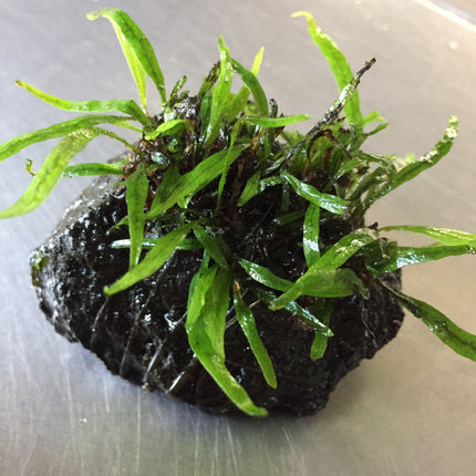 Exquisite Needle Leaf Fern Live Aquarium Plant - Easy Care Aquatic Decor