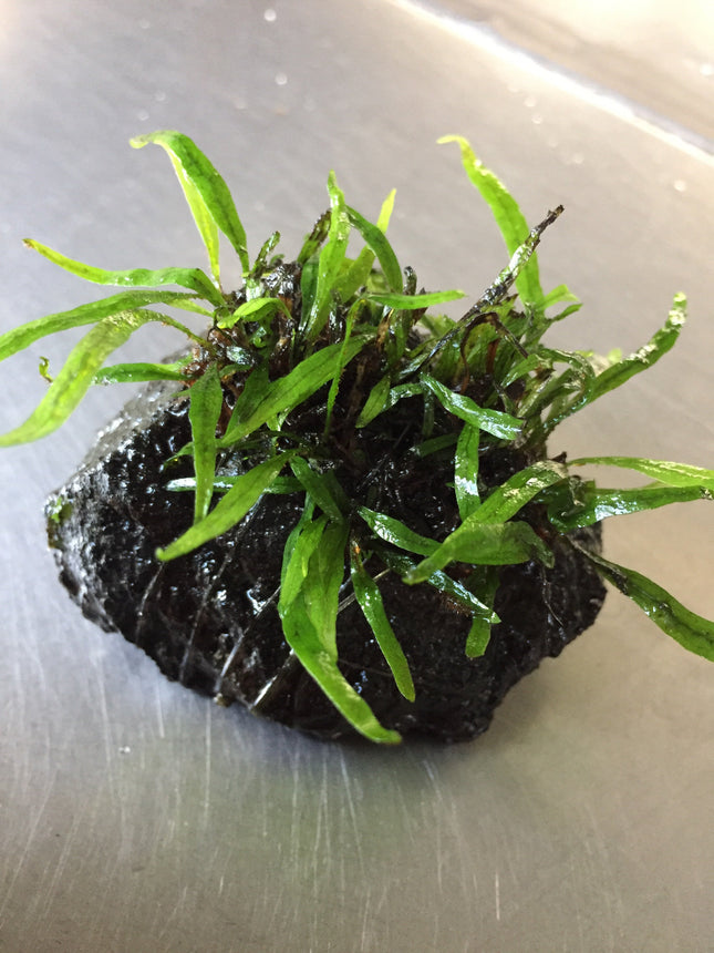 Exquisite Needle Leaf Fern Live Aquarium Plant - Easy Care Aquatic Decor