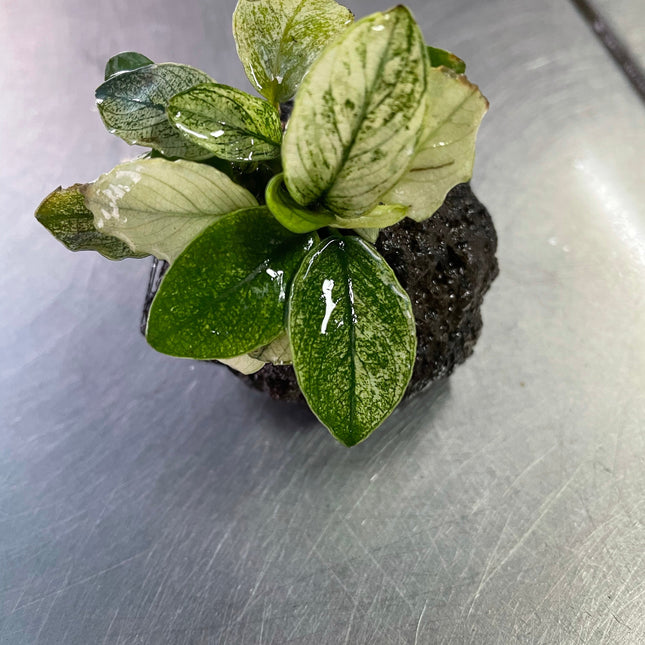 Anubias Pinto Rare Live Aquarium Plant – Stunning White & Green Foliage