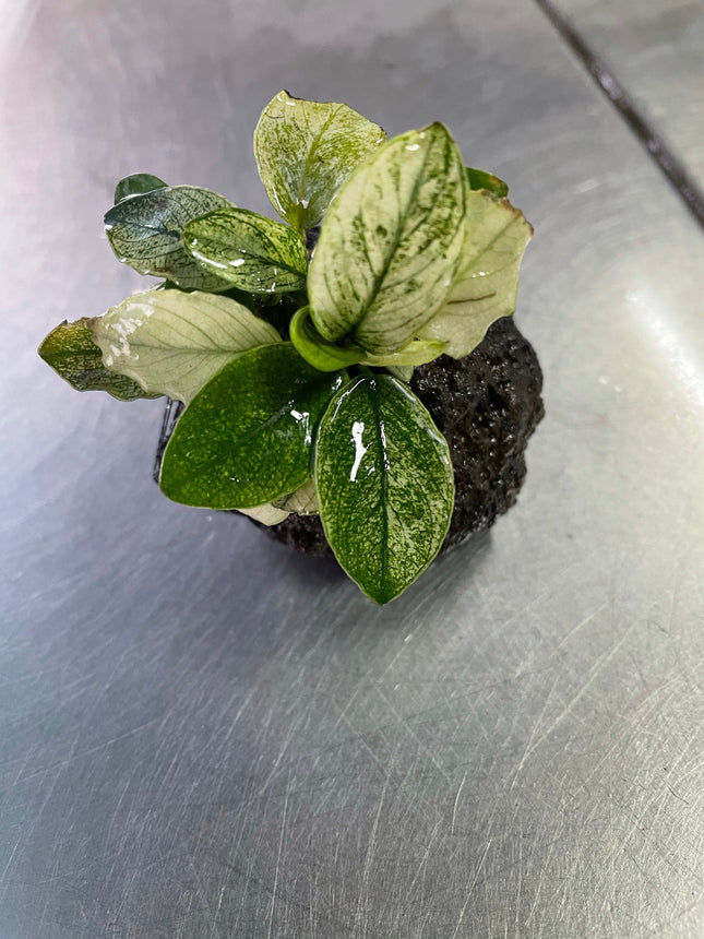 Anubias Pinto Rare Live Aquarium Plant – Stunning White & Green Foliage