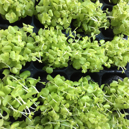 Vibrant Golden Creeping Jenny Lysimachia Nummularia Aurea Wabi Kusa Aquatic Plant