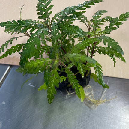 Hygrophila Pinnatifida Wabikusa: Vibrant Aquatic Plant for Stunning Aquascapes