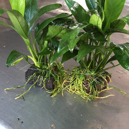 Hardy Anubias Barteri Angustifolia Live Aquarium Plant on Lava Rock