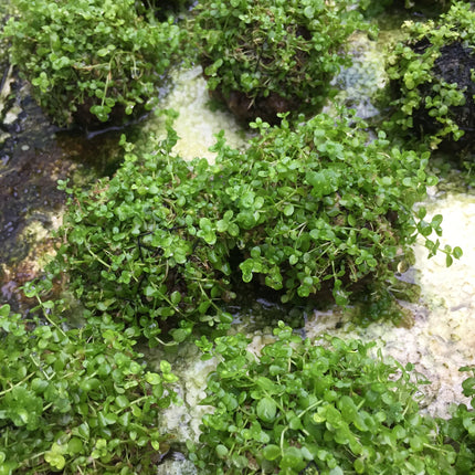 Easy Care Monte Carlo Wabikusa Foreground Live Aquarium Plant