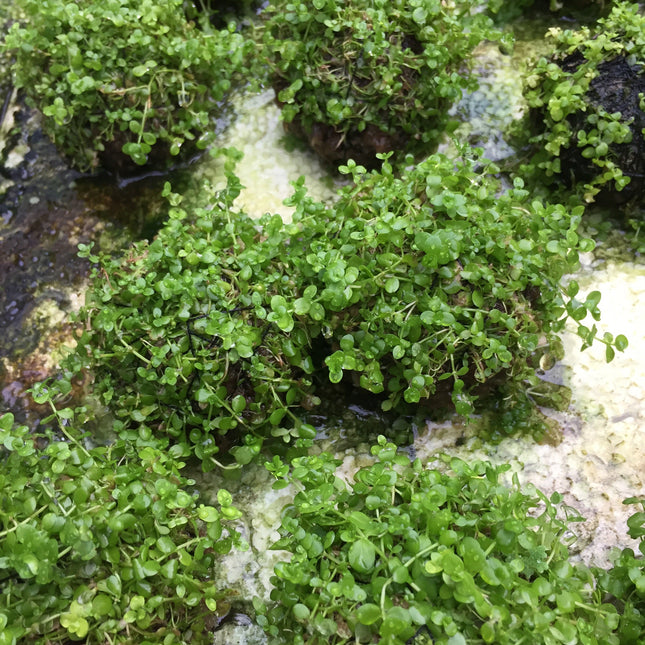 Easy Care Monte Carlo Wabikusa Foreground Live Aquarium Plant