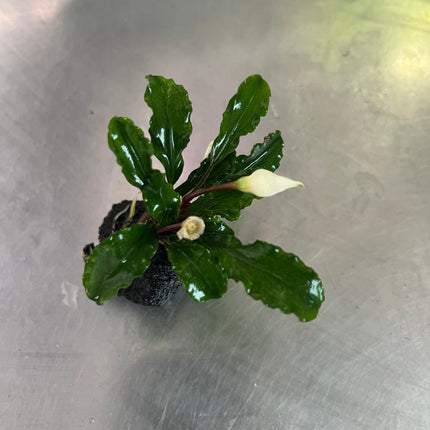 Lush Wavy Green Bucephalandra Live Aquarium Plant - Easy Care, Low Light