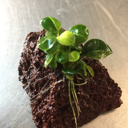 Vibrant Anubias Stardust Live Aquatic Plant for Freshwater Aquariums, Easy Care