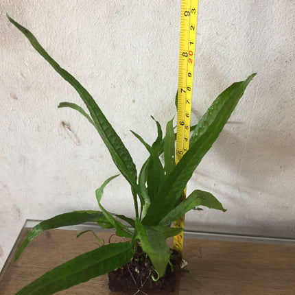 Hardy Java Fern on Mini Wood/Rock: Easy Aquarium Plant Decor