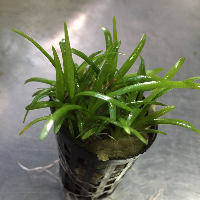 Easy Care Freshwater Aquatic Plant, Sagittaria Sabulata, Live Aquarium Foreground Midground Plant