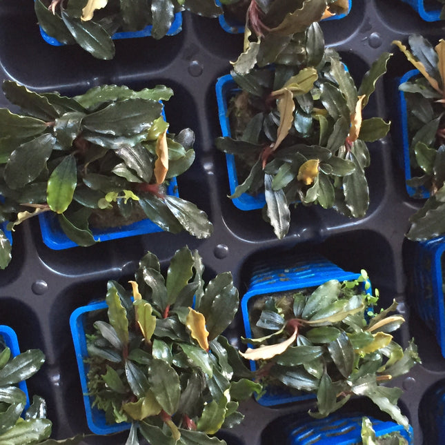 Bucephalandra 'Brownie Ghost' Aquarium Plant: Easy Low Light Aquatic Foliage