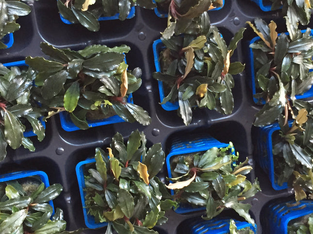 Bucephalandra 'Brownie Ghost' Aquarium Plant: Easy Low Light Aquatic Foliage