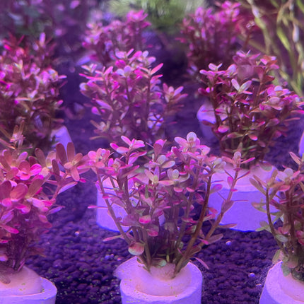 Rotala Wayanad Vibrant Red Aquarium Plant - Midground CO2 Required Live Flora