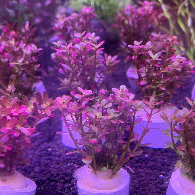 Rotala Wayanad Vibrant Red Aquarium Plant - Midground CO2 Required Live Flora
