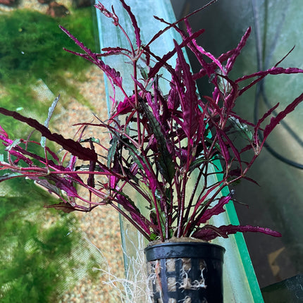 Hemigraphis Repanda: Vibrant Purple Waffle Aquatic Plant for Aquariums & Terrariums