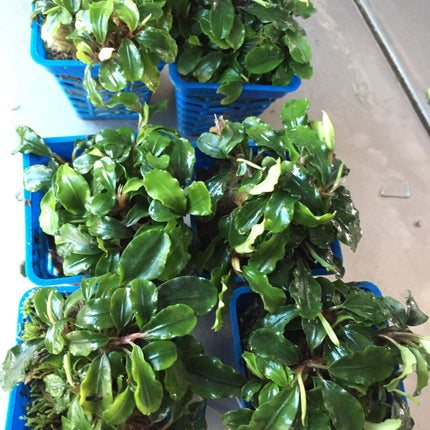 Vibrant Wavy Green Bucephalandra Aquatic Plant for Thriving Freshwater Aquariums