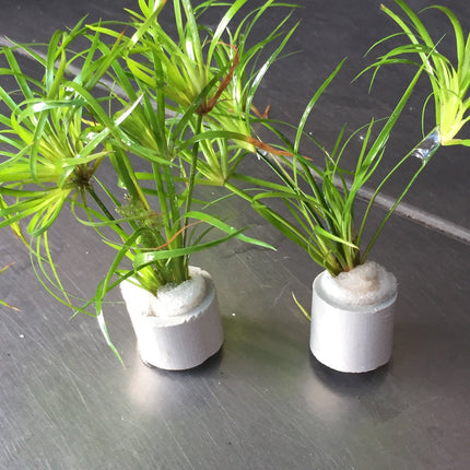 Juncus Repens Live Aquatic Plant: Easy Care, Versatile Red Green Aquascape Grass